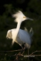 Snowy-Egret;Egret;Breeding-Plumage;Ardea-alba;Egretta-thula;one-animal;close-up;
